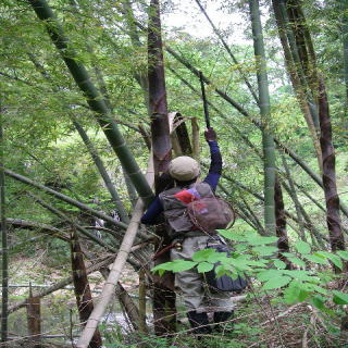 タケノコと背比べ